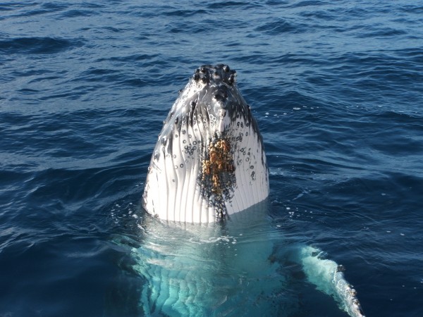 Whalewatching with Spirit of Hervey Bay